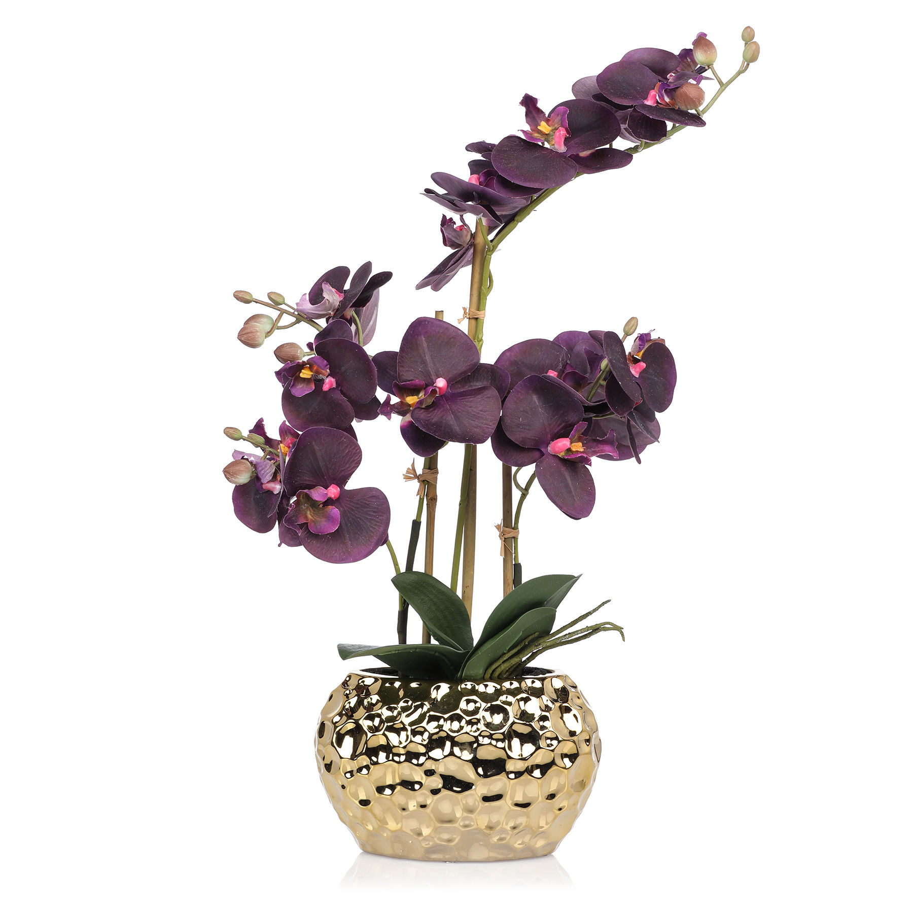 Orchidee Phalaenopsis Royal in Goldvase, 55 cm - Alle Produkte - Belles  Décorations - Marken